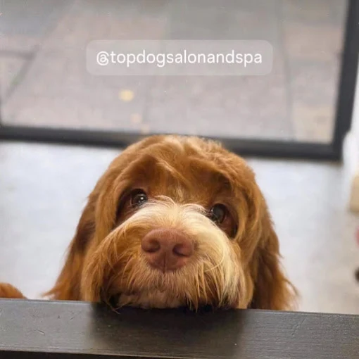 Apricot cockapoo after grooming in Hull