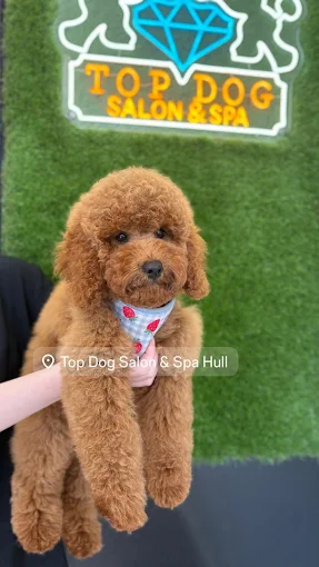 Apricot toy poodle puppy groomed in Hull