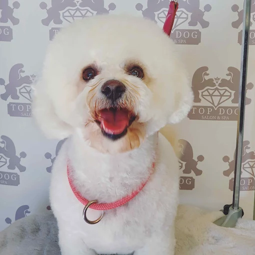Bichon Frise groom at Top Dog Salon & Spa, Hull
