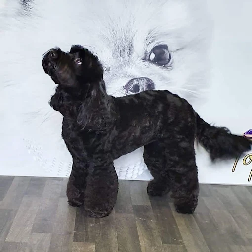 Black miniature poodle groom at Top Dog Salon & Spa, Hull