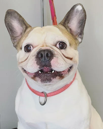 French Bulldog at Top Dog Salon & Spa, Hull