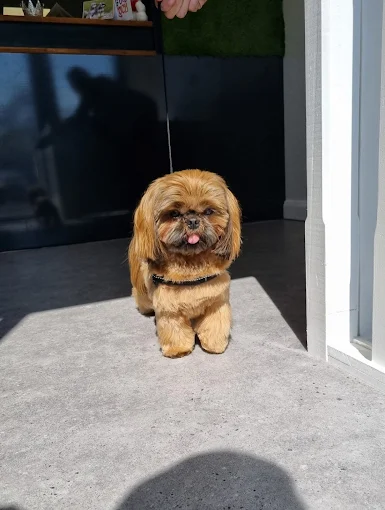 Shih Tzu after grooming in Hull