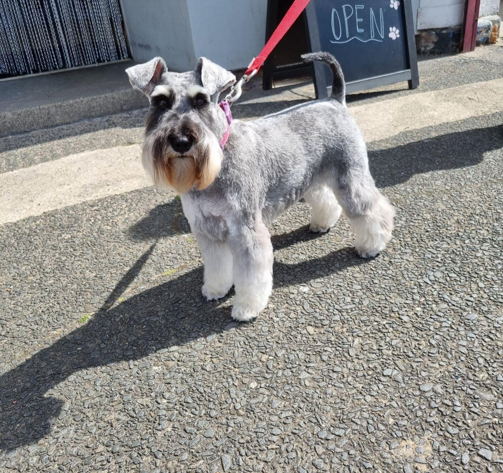 A beautifully groomed schnauzer outside Top Dog Salon & Spa