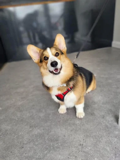 Pembroke Welsh Corgi groomed in Hull