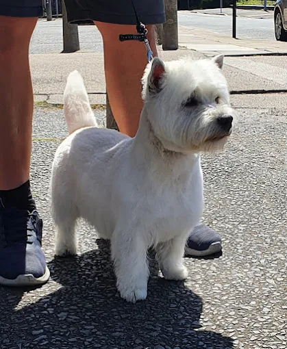Freshly groomed West Highland White Terrier at Top Dog Salon & Spa, Hull